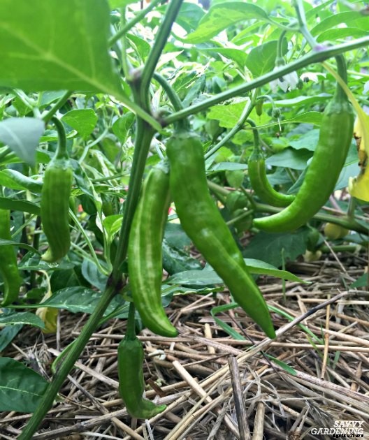 The Fish Pepper: How to grow this fascinating heirloom vegetable