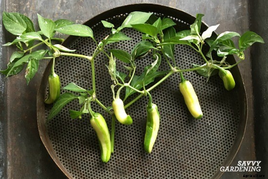 The Fish Pepper: How to grow this fascinating heirloom vegetable