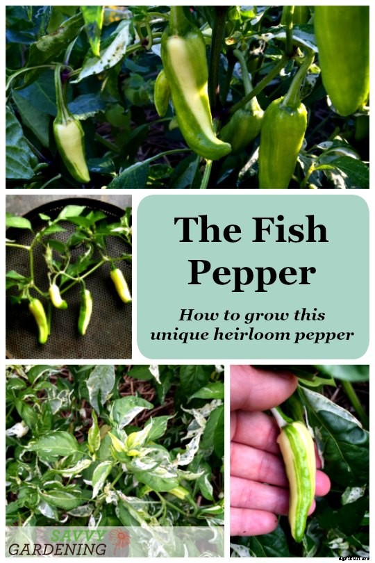 The Fish Pepper: How to grow this fascinating heirloom vegetable
