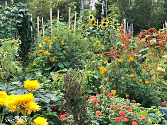 A vegetable garden planner for a healthy and productive garden