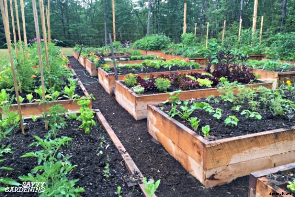 A vegetable garden planner for a healthy and productive garden