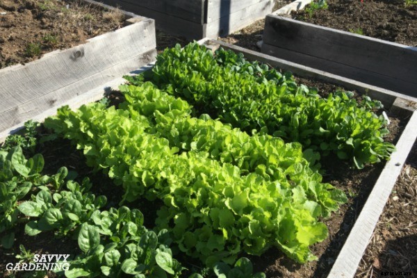 A vegetable garden planner for a healthy and productive garden