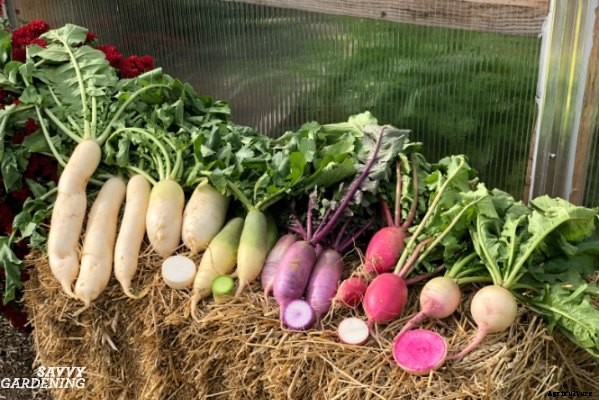 A vegetable garden planner for a healthy and productive garden