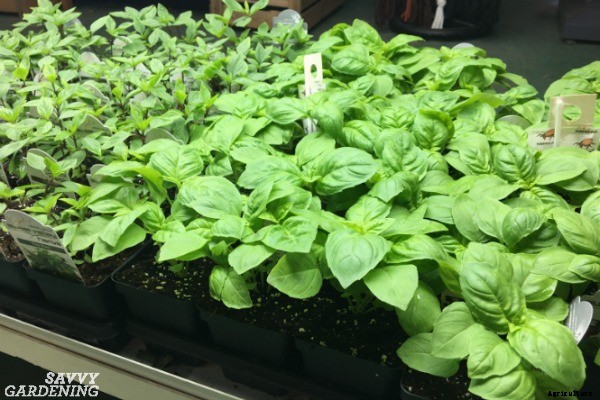 A vegetable garden planner for a healthy and productive garden