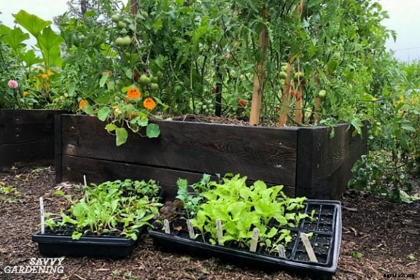 A vegetable garden planner for a healthy and productive garden