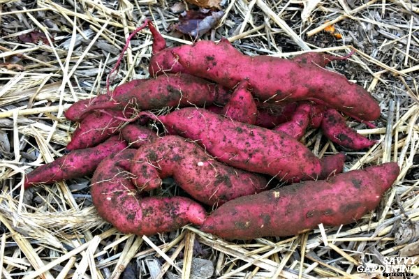 How to grow sweet potatoes in a home vegetable garden