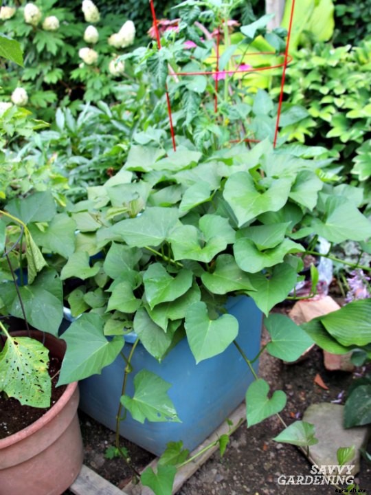 How to grow sweet potatoes in a home vegetable garden