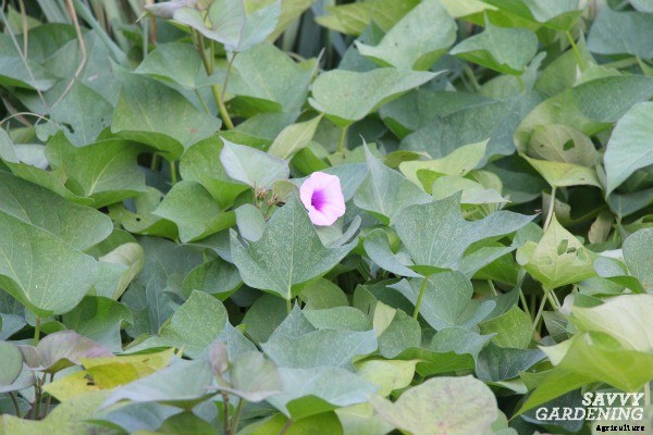 How to grow sweet potatoes in a home vegetable garden