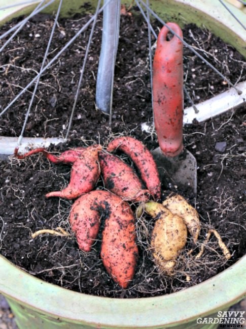 How to grow sweet potatoes in a home vegetable garden