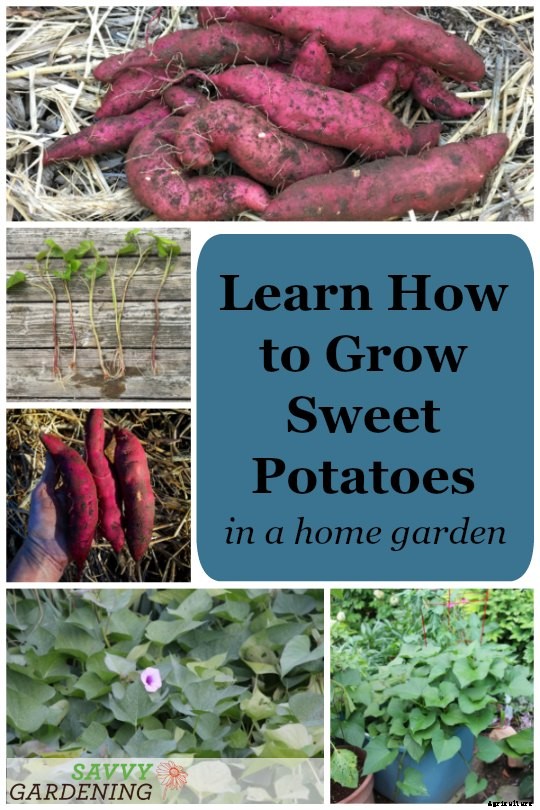 How to grow sweet potatoes in a home vegetable garden