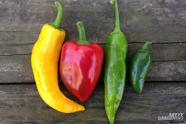 Growing hot peppers in gardens and containers