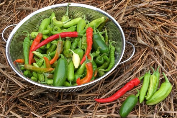 Growing hot peppers in gardens and containers