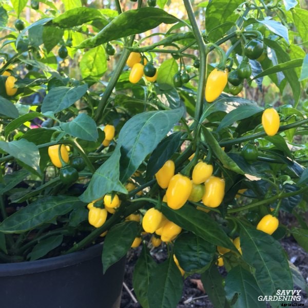 Growing hot peppers in gardens and containers