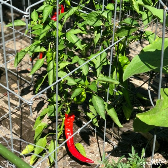 Growing hot peppers in gardens and containers