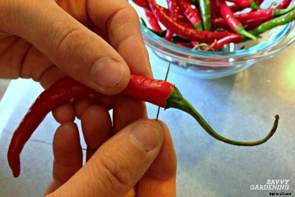 Growing hot peppers in gardens and containers