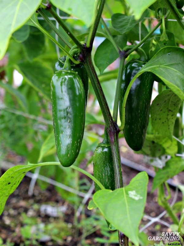 Growing hot peppers in gardens and containers
