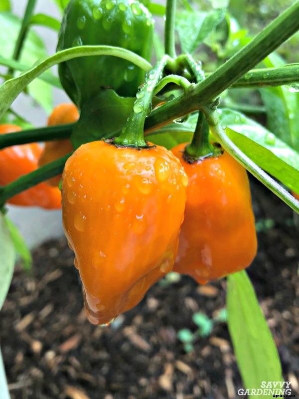 Growing hot peppers in gardens and containers