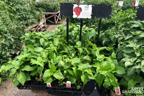 Growing hot peppers in gardens and containers