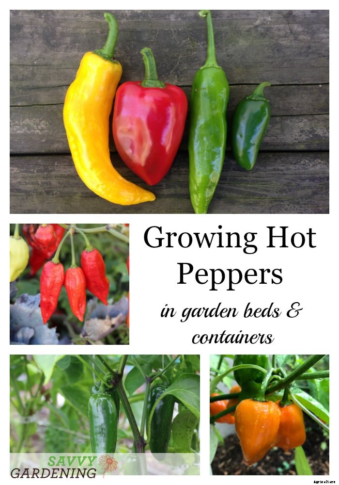 Growing hot peppers in gardens and containers