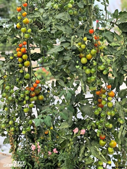 6 steps to growing a healthy tomato garden