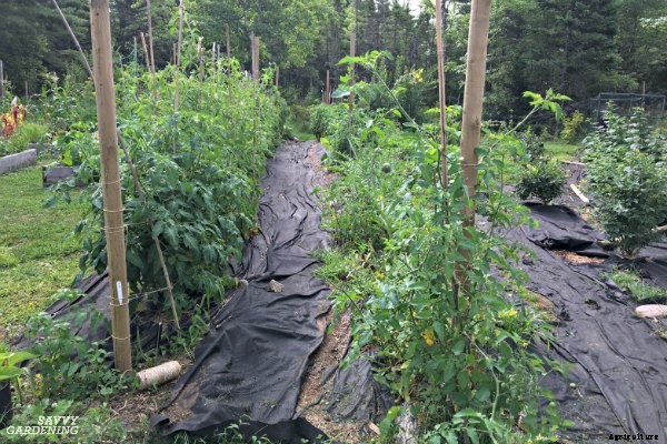 6 steps to growing a healthy tomato garden