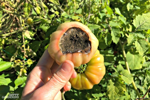 6 steps to growing a healthy tomato garden