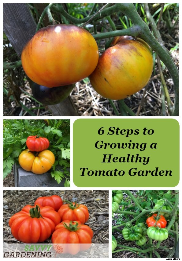 6 steps to growing a healthy tomato garden