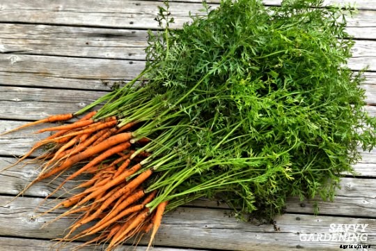 Thinning carrots: How to plant and thin carrot seedlings