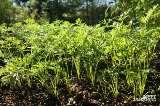 Thinning carrots: How to plant and thin carrot seedlings