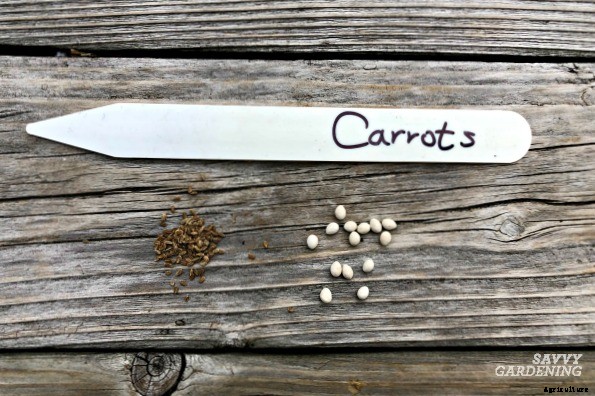 Thinning carrots: How to plant and thin carrot seedlings