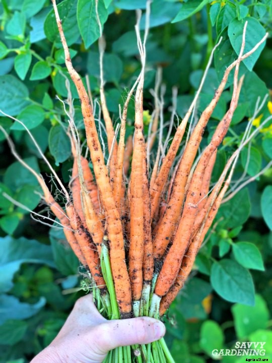 Thinning carrots: How to plant and thin carrot seedlings