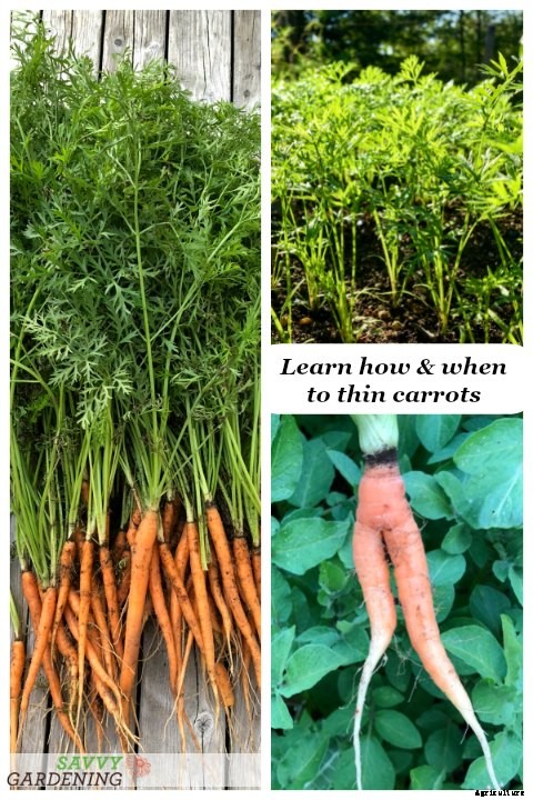 Thinning carrots: How to plant and thin carrot seedlings