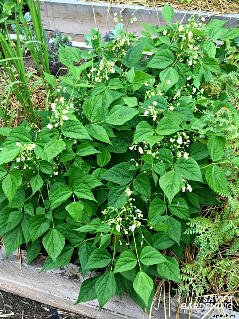 Growing green beans: learn how to plant, grow, and harvest a bumper crop of green beans