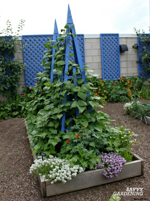 Growing green beans: learn how to plant, grow, and harvest a bumper crop of green beans