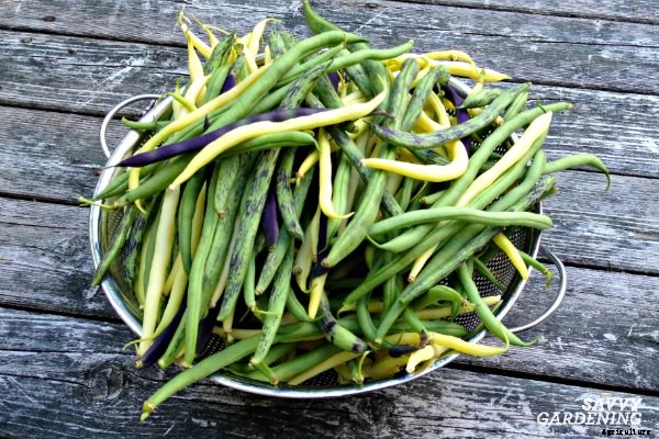Growing green beans: learn how to plant, grow, and harvest a bumper crop of green beans