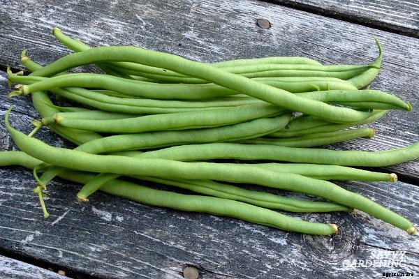 Growing green beans: learn how to plant, grow, and harvest a bumper crop of green beans