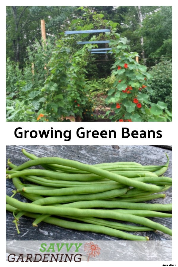 Growing green beans: learn how to plant, grow, and harvest a bumper crop of green beans