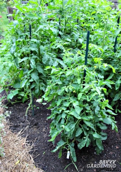 How far apart to plant tomatoes