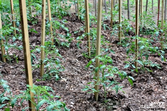 How far apart to plant tomatoes