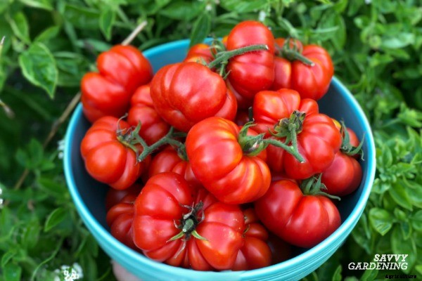 How far apart to plant tomatoes