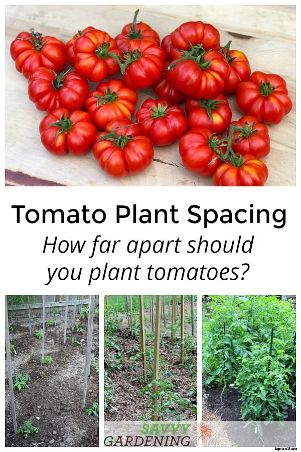 How far apart to plant tomatoes