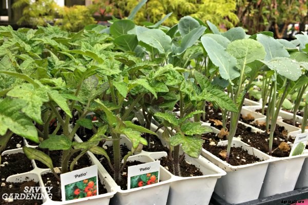 The easiest vegetables to grow in garden beds and containers