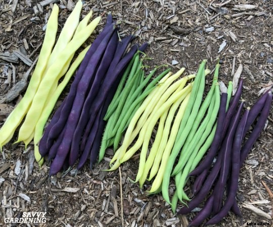 The easiest vegetables to grow in garden beds and containers