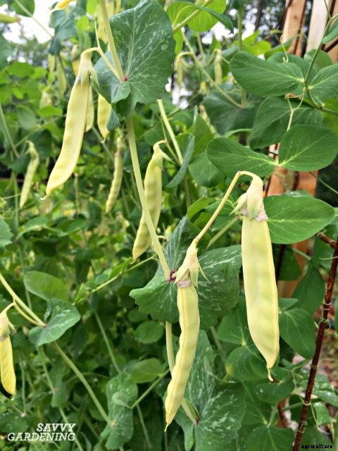 The easiest vegetables to grow in garden beds and containers