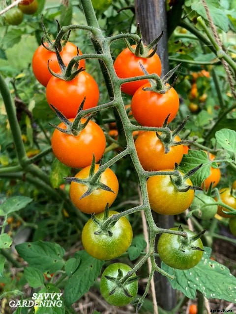 The easiest vegetables to grow in garden beds and containers