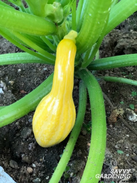 The easiest vegetables to grow in garden beds and containers