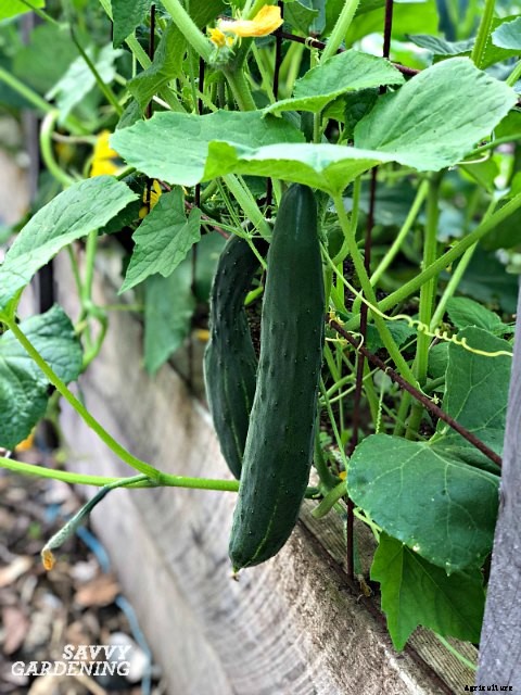 The easiest vegetables to grow in garden beds and containers