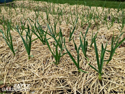 The easiest vegetables to grow in garden beds and containers