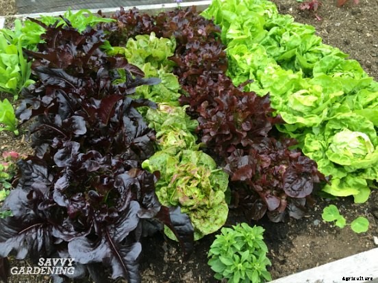 The easiest vegetables to grow in garden beds and containers