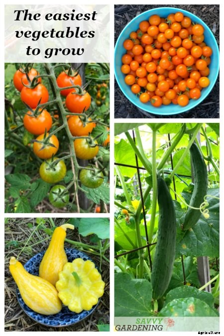 The easiest vegetables to grow in garden beds and containers